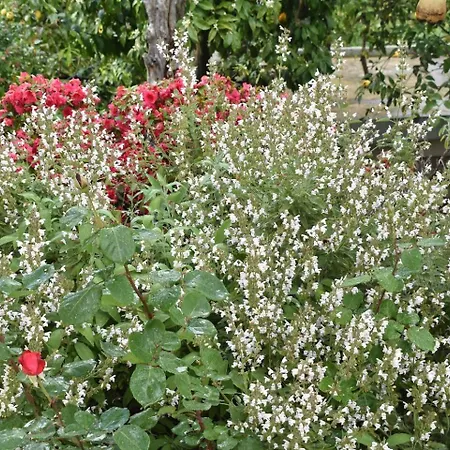 μπαλκόνι στο αιγαίο *